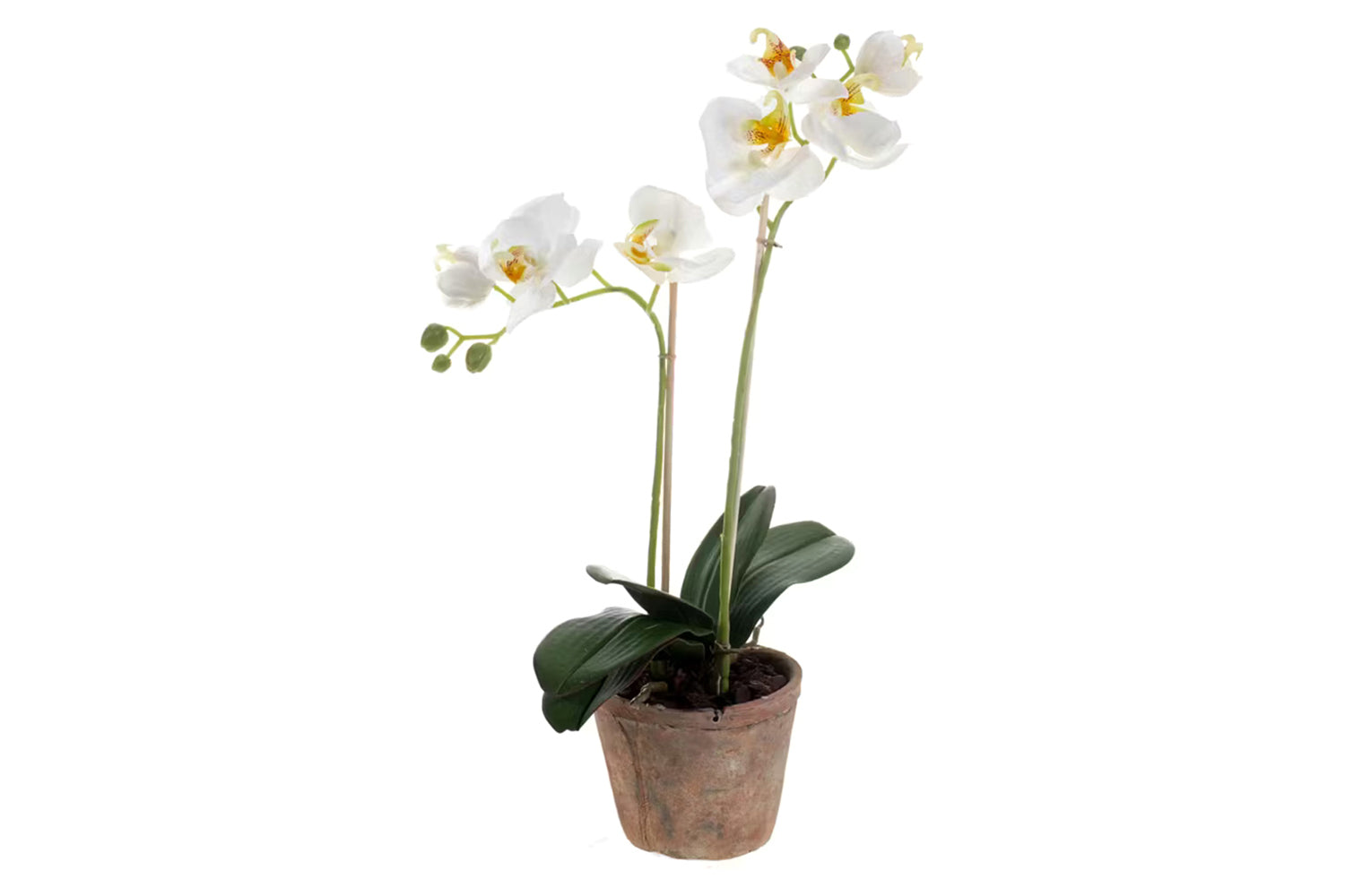Artificial Phalaenopsis Orchid in Pot | White | 56 cm