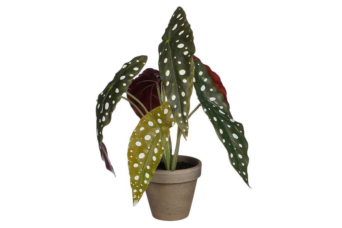 Artificial Begonia Maculata Green with Pot | 28 cm