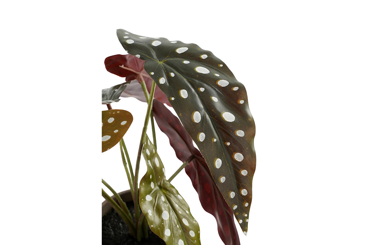 Artificial Begonia Maculata Green with Pot | 28 cm-2
