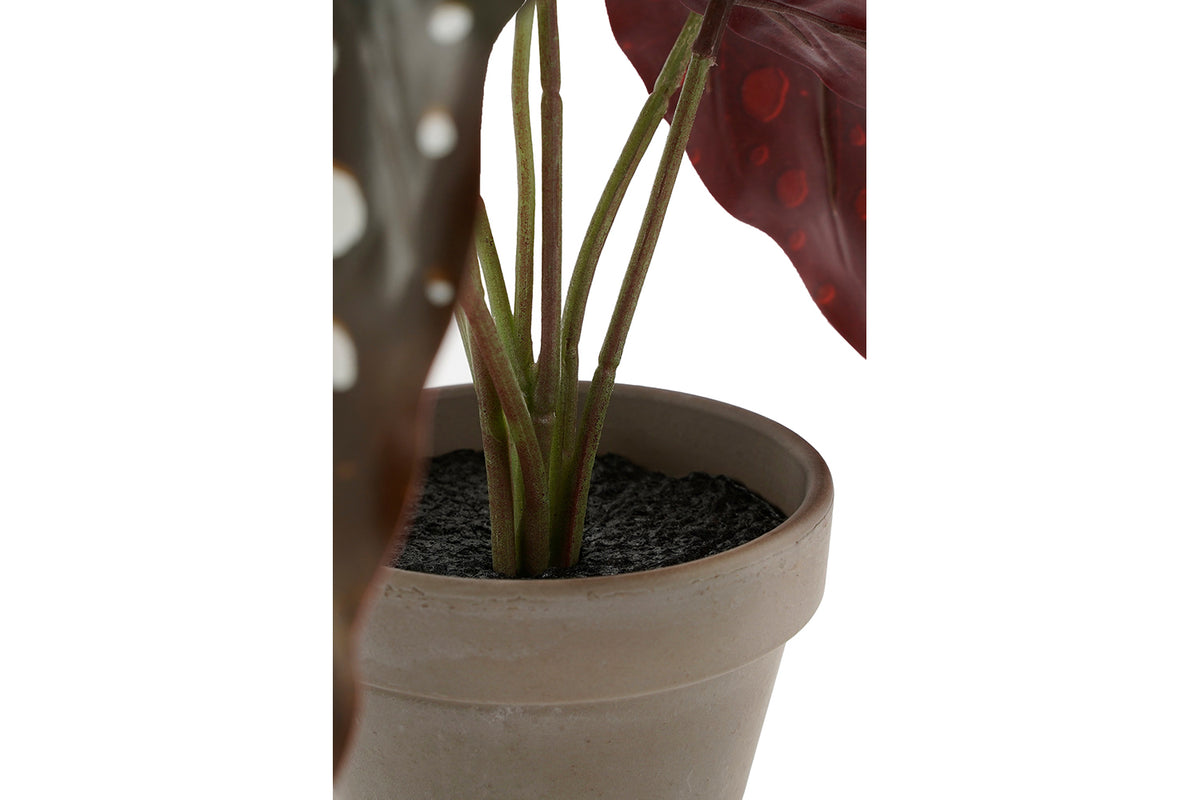 Artificial Begonia Maculata Green with Pot | 28 cm-3