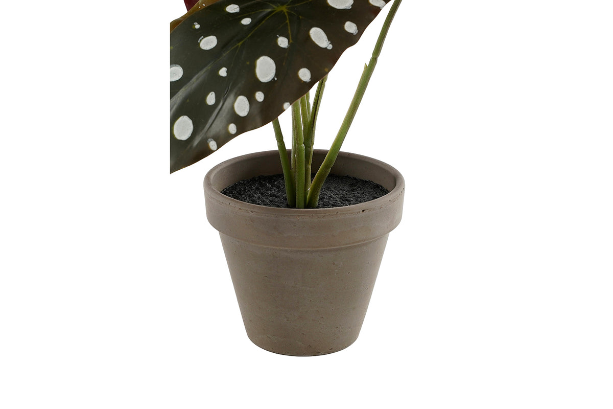 Artificial Begonia Maculata Green with Pot | 28 cm-4