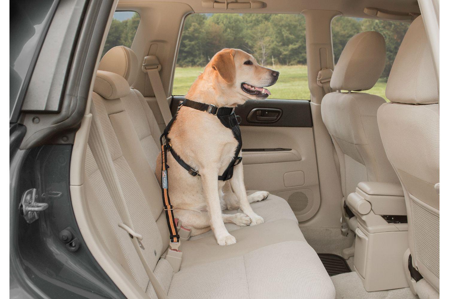 Kurgo KO2444 Seatbelt Tether | Black/Orange-6