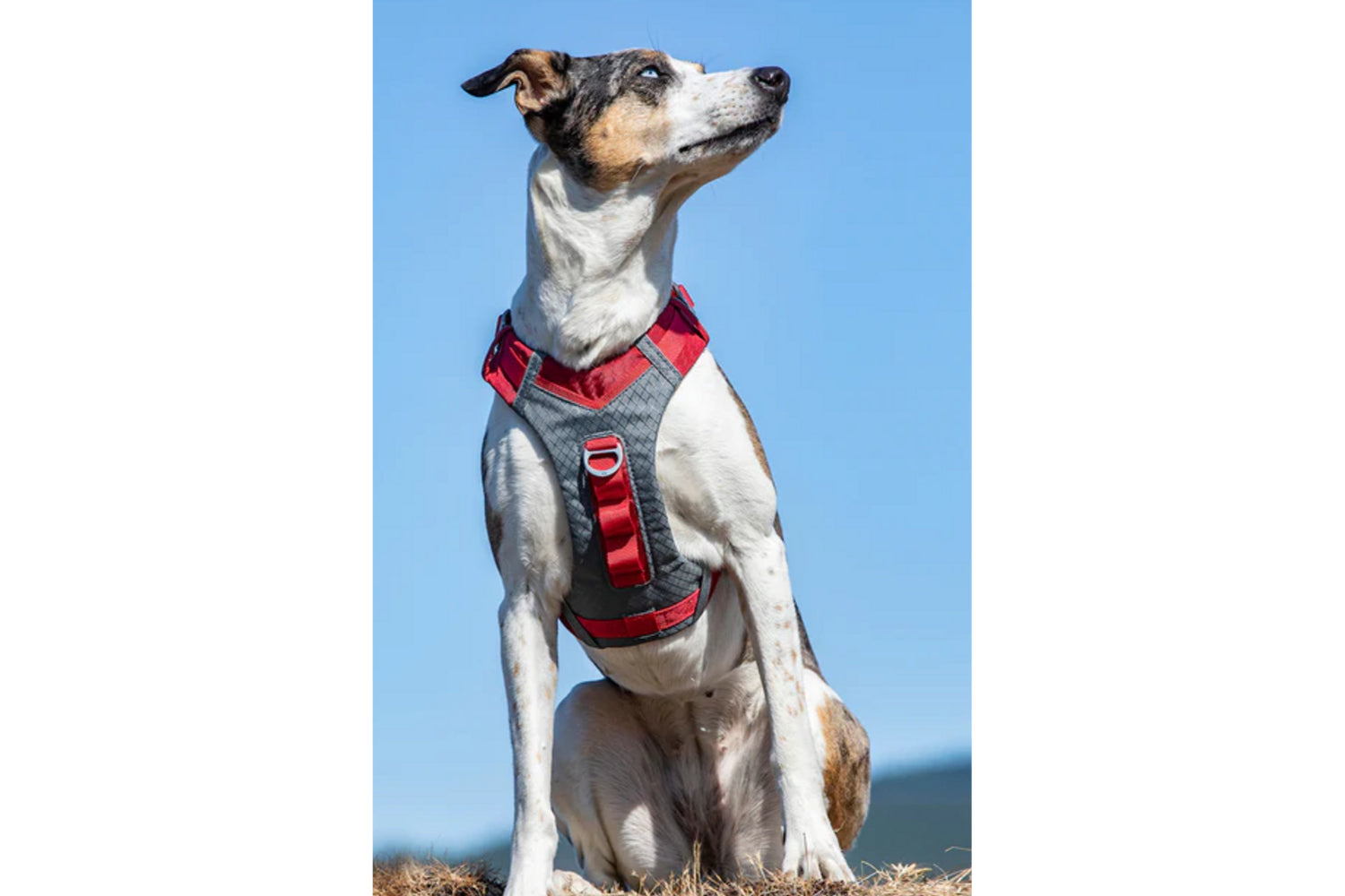 Kurgo KO9382 Journey Air Harness | Red | Small