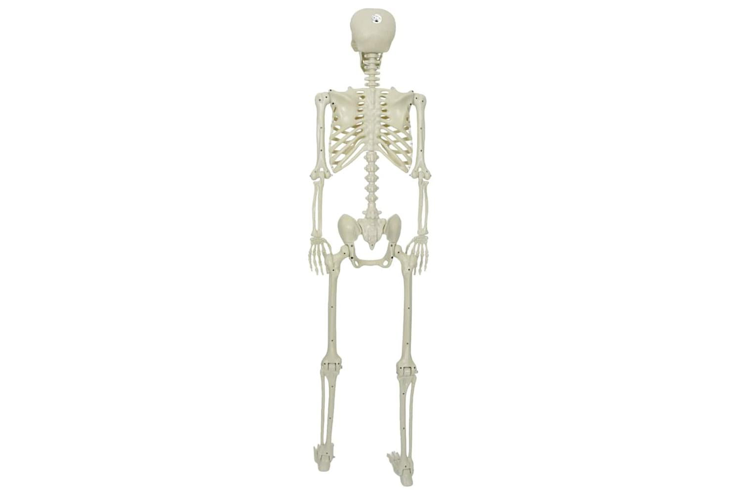 Vidaxl Halloween Skeleton White Plastic-5