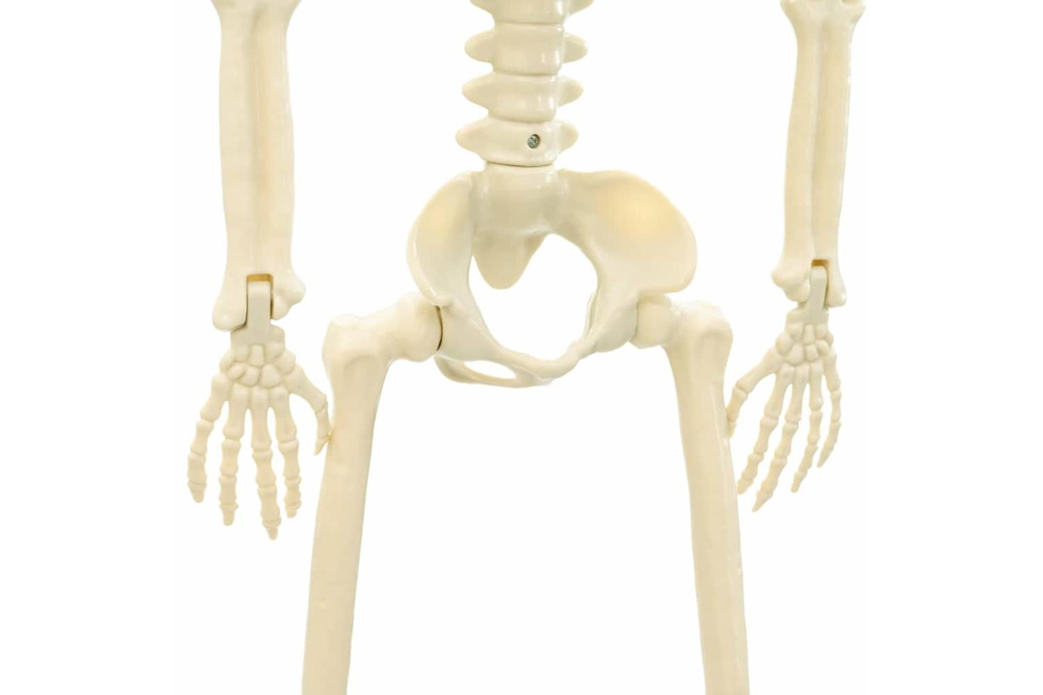 Vidaxl Halloween Skeleton 2 Pcs White 85 Cm Pvc-7