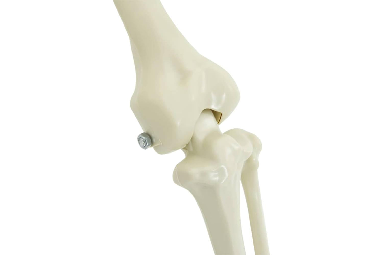 Vidaxl Halloween Decoration Skeleton 2 Pcs White Polypropylene-6