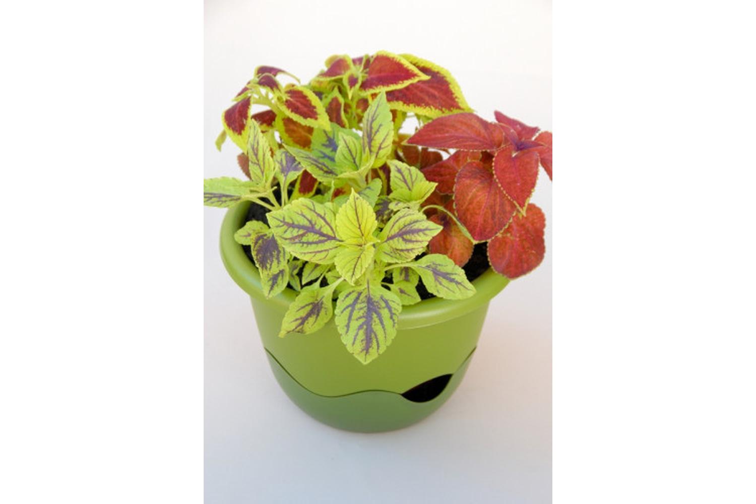 Plastia Mareta Flower Pot | Green| 30cm-4