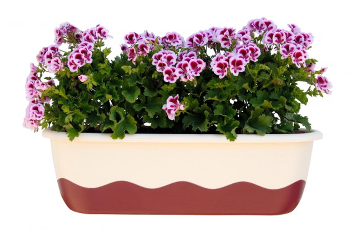 Plastia Mareta Flower Box | Beige & Wine Red | 60cm-2