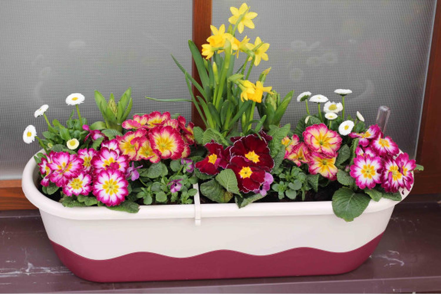 Plastia Mareta Flower Box | Beige & Wine Red | 60cm-3