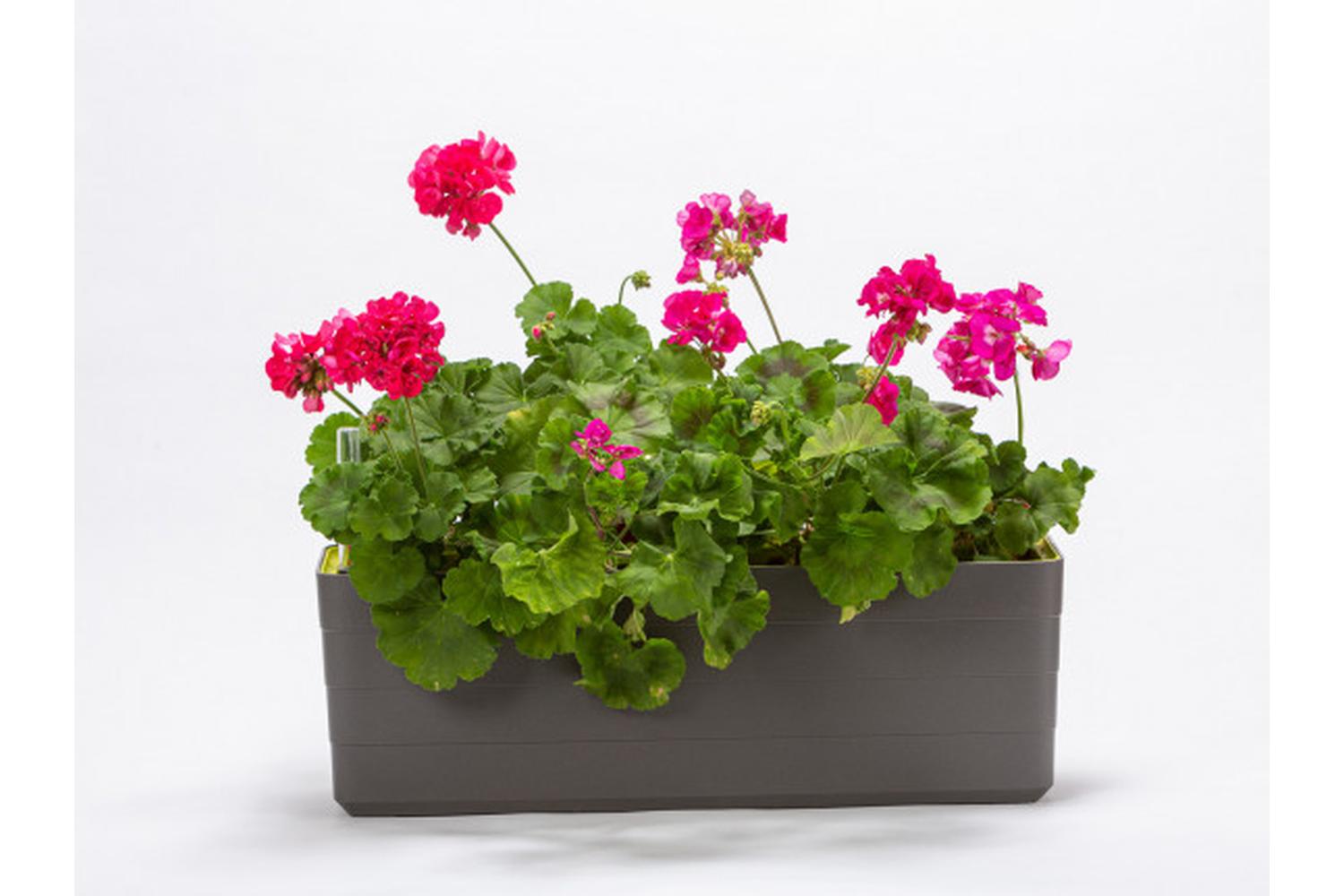 Plastia Berberis Flower Box | Grey & Green | 60cm-2