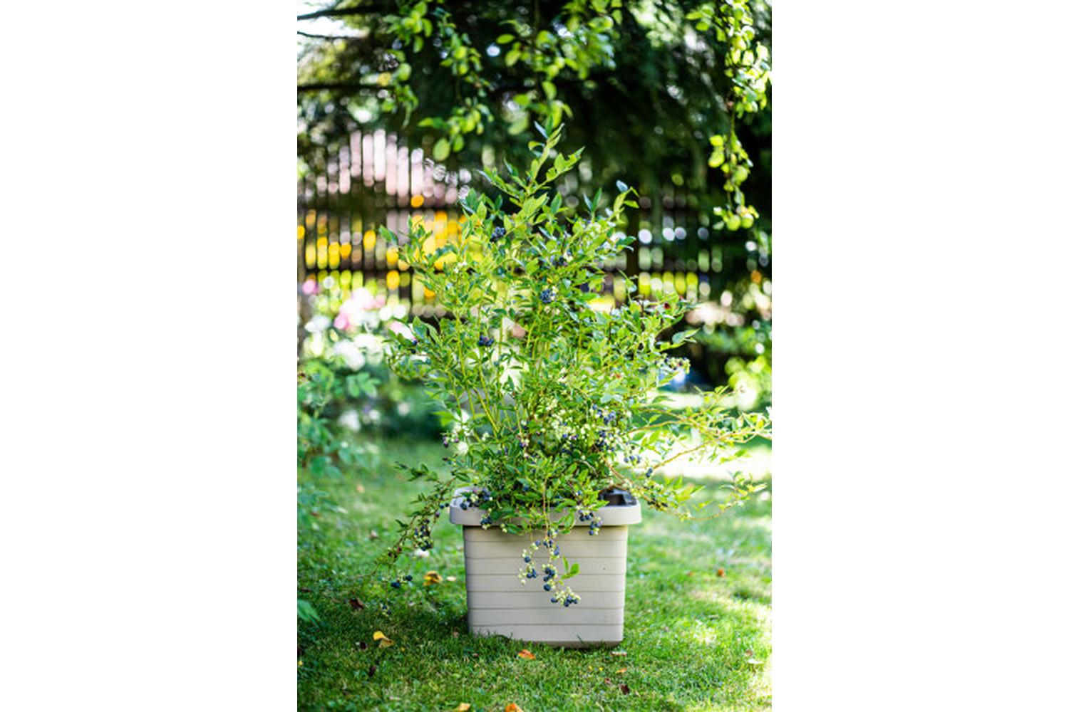 Plastia Berberis Flower Box Uno | Taupe | 45cm-2
