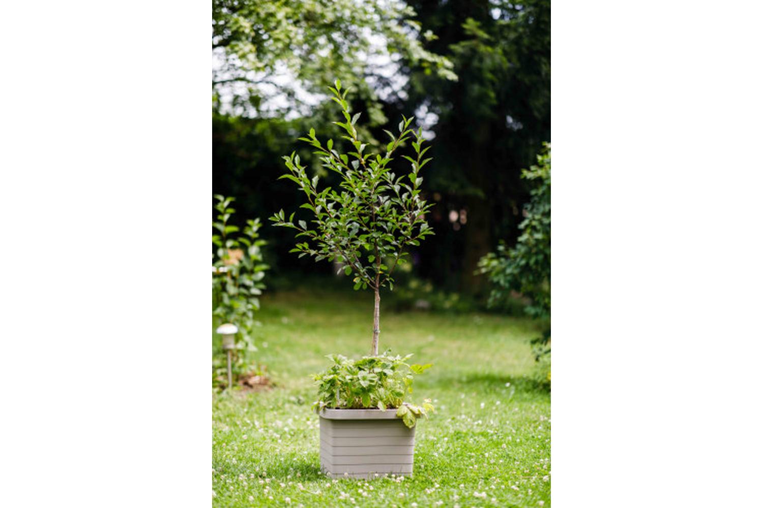 Plastia Berberis Flower Box Uno | Taupe | 45cm-3