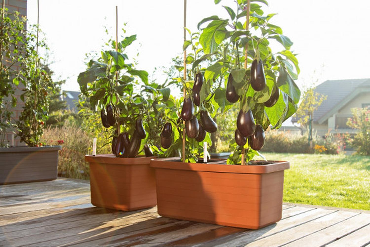 Plastia Berberis Flower Box Duo |Terracotta | 78cm-4