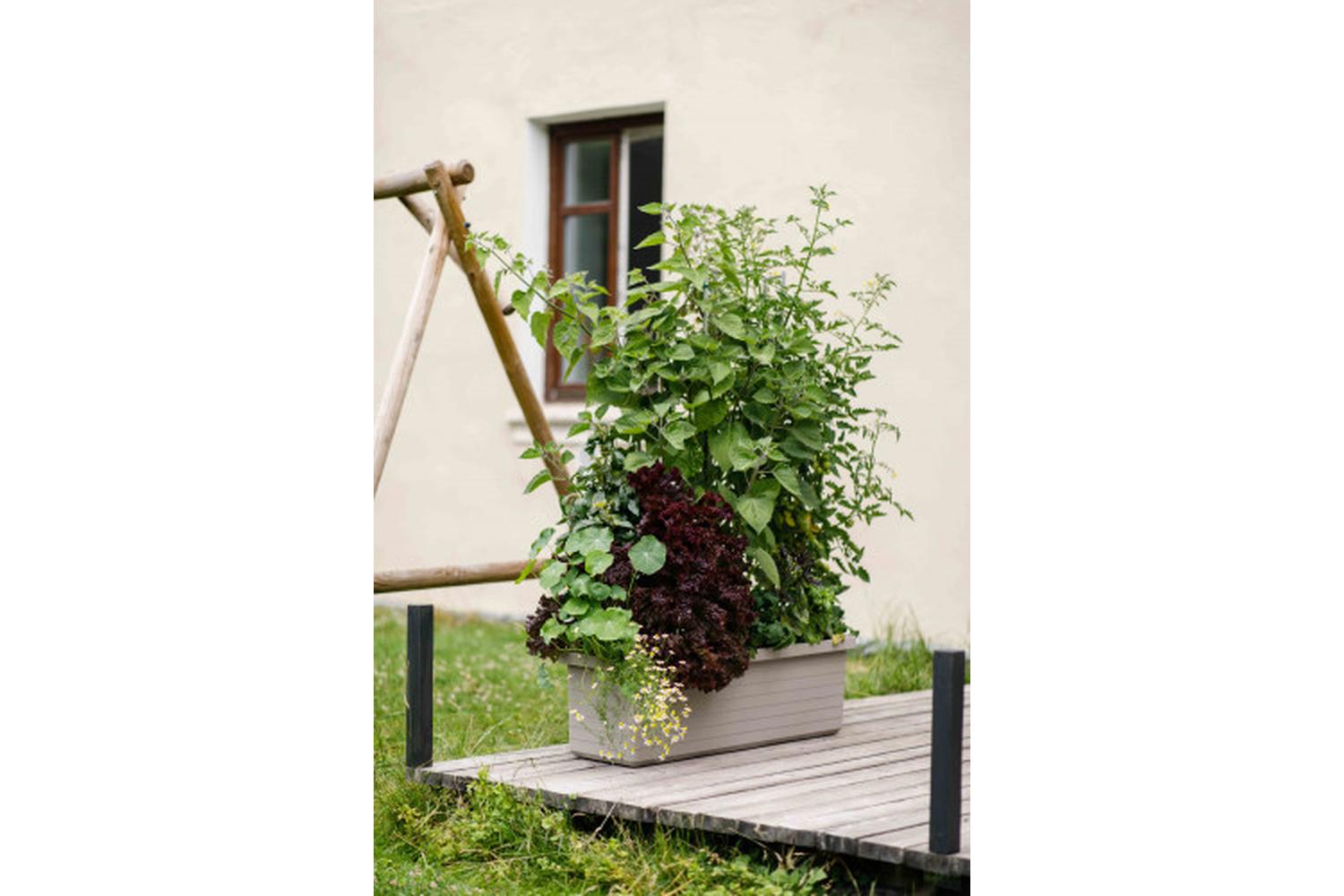 Plastia Berberis Trio Flower Box | Taupe | 117cm-3