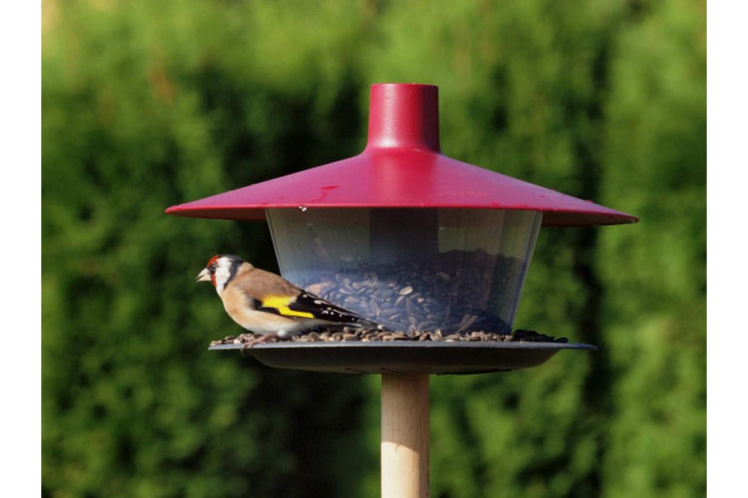 Plastia Finch Bird Feeder | Wine Red | 28cm-4