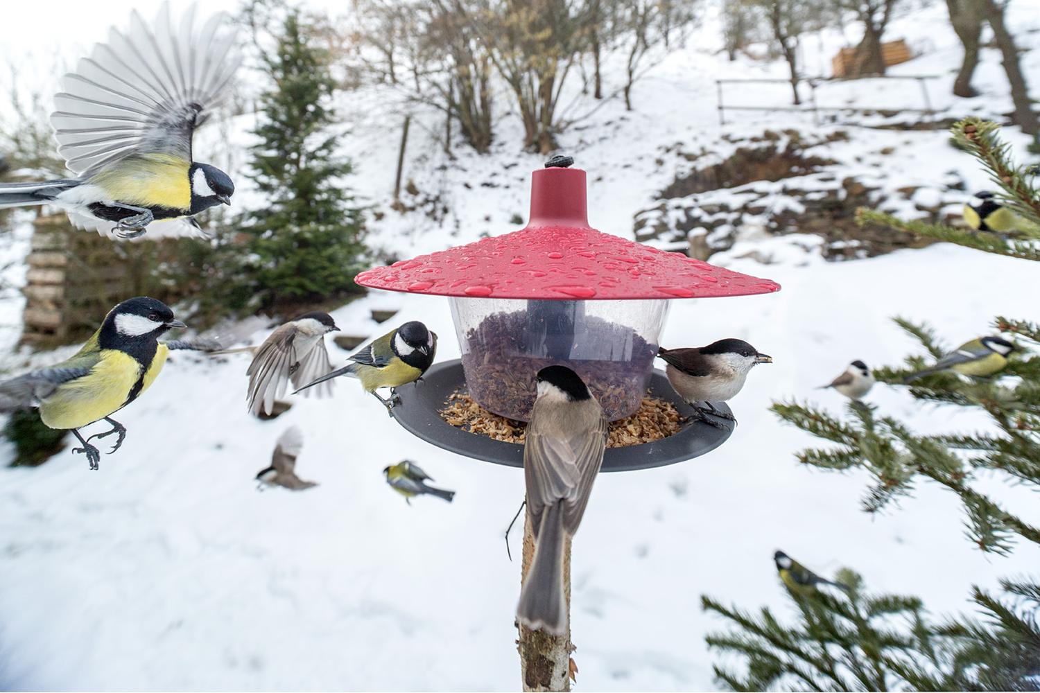 Plastia Finch Bird Feeder | Wine Red | 28cm-5