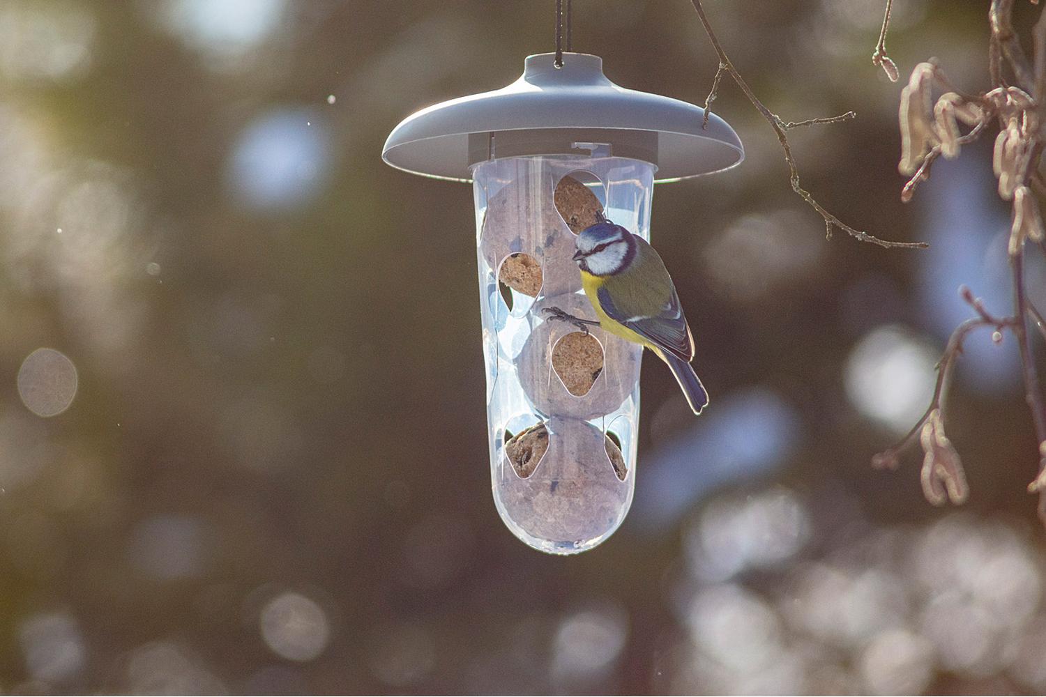 Plastia Robin Birdfeeder Birdbath | Anthracite | 22cm-5