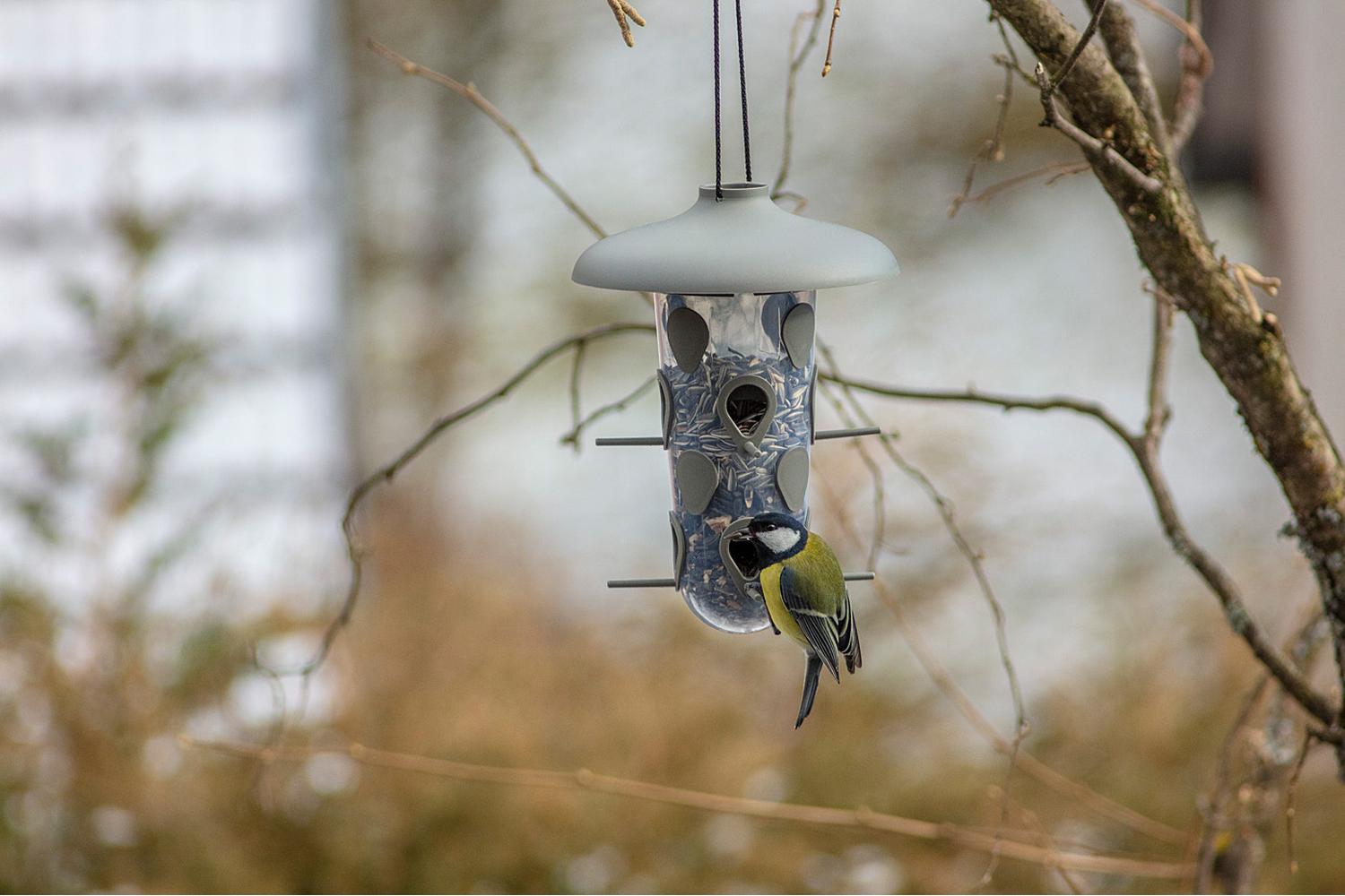 Plastia Robin Birdfeeder Birdbath | Anthracite | 22cm-6