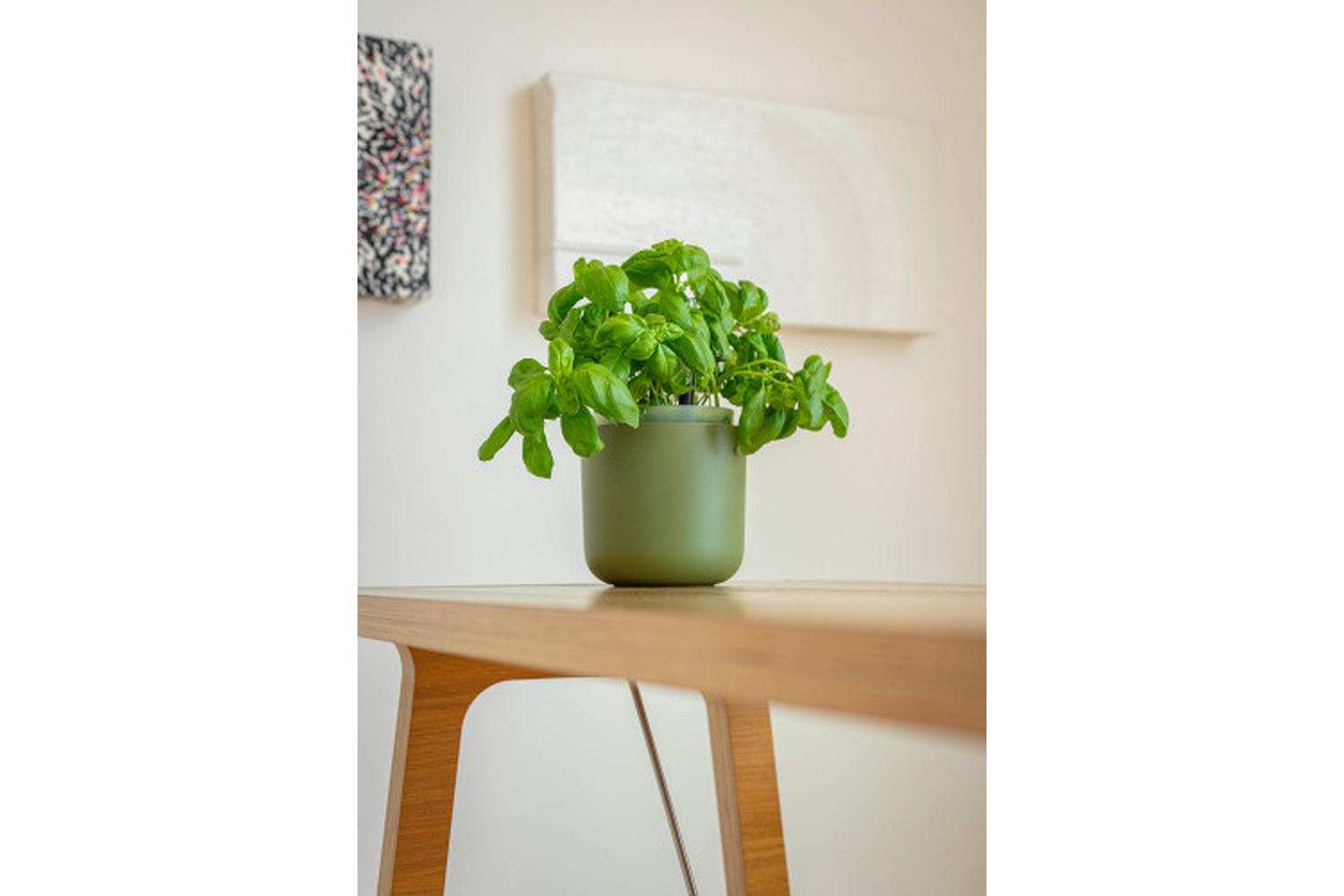 Plastia Tolita Flower Pot | Green | 19cm