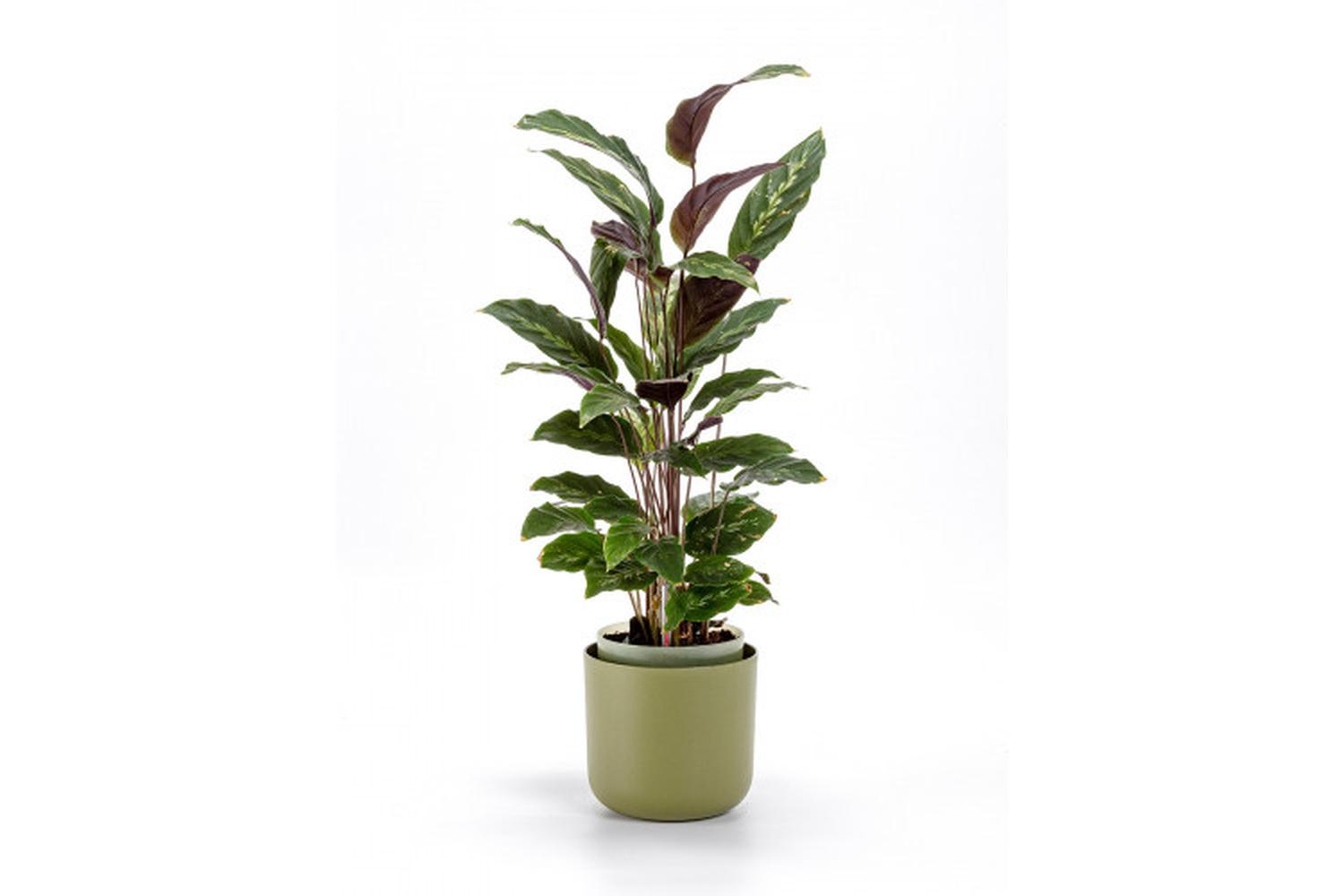 Plastia Tolita Flower Pot | Green | 19cm-3