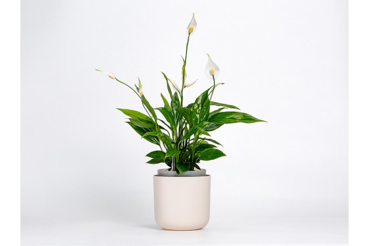 Plastia Tolita Flower Pot | Beige | 19cm-4