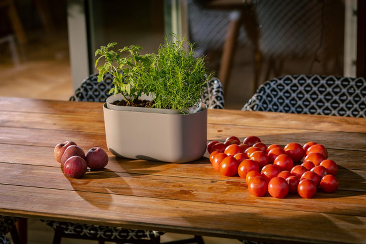 Plastia Tolita Flower Box | Taupe | 16.6cm-4
