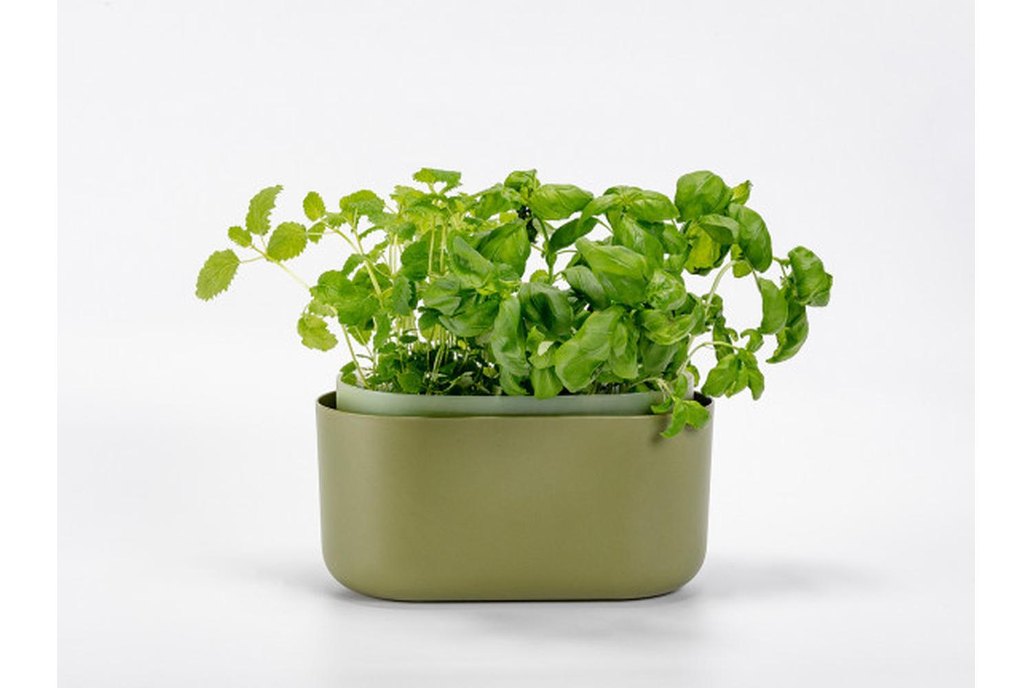 Plastia Tolita Flower Box | Green | 16.6cm