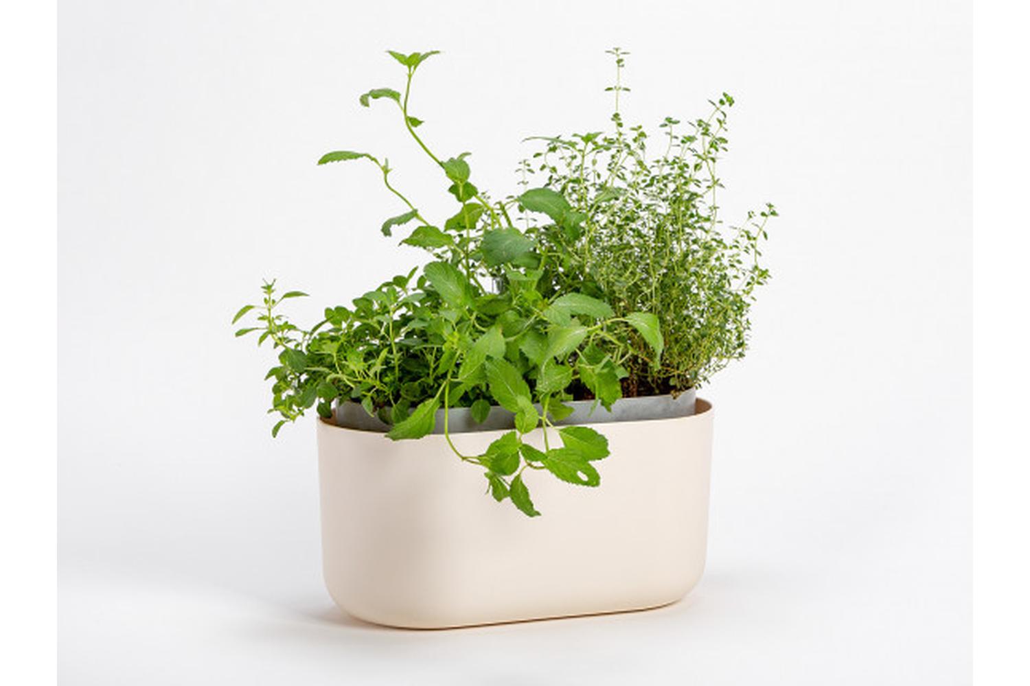 Plastia Tolita Flower Box | Beige | 16.6cm-3