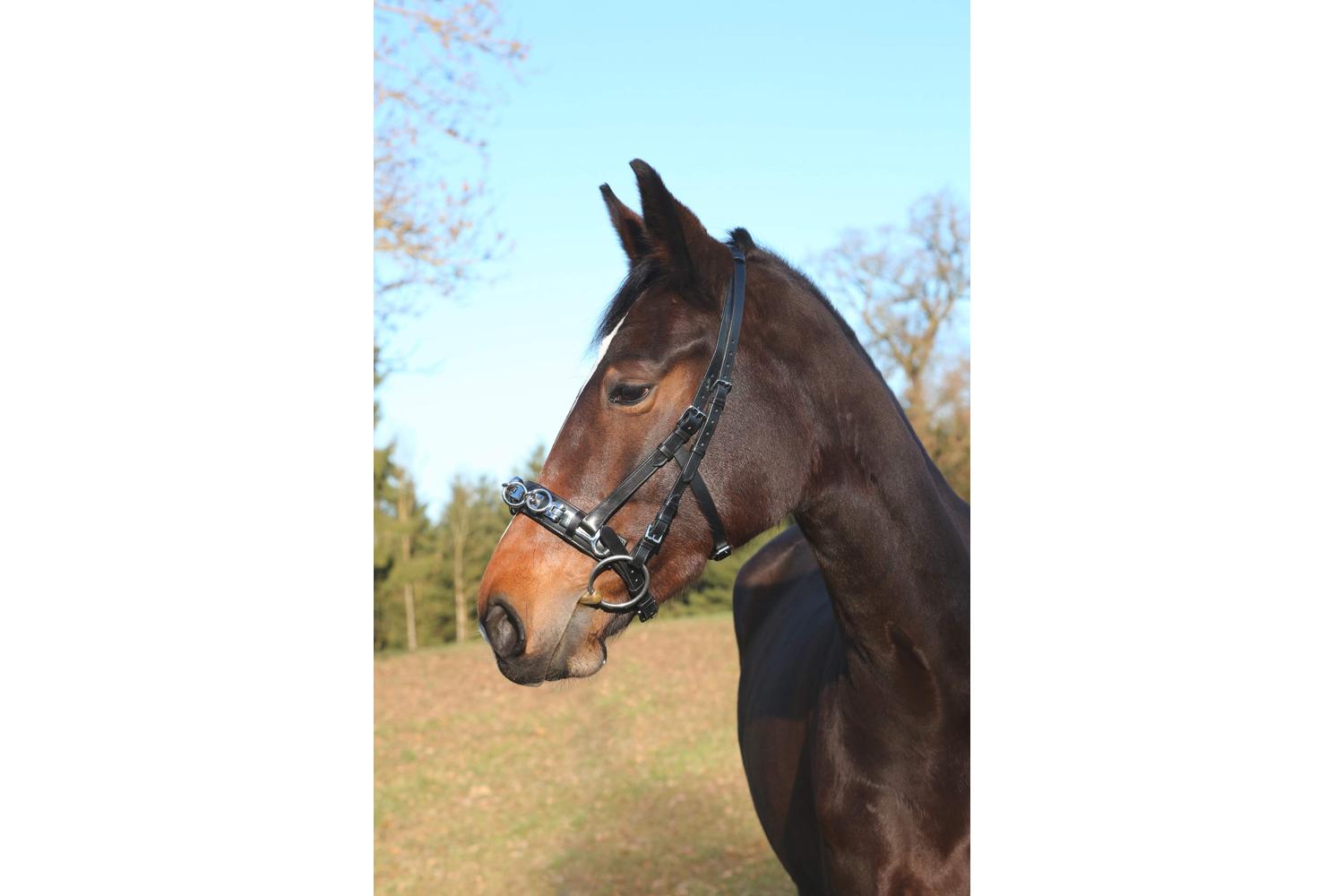 Kerbl Ker-328649 - Cavesson, Leather Exclusive Black, Cob-2