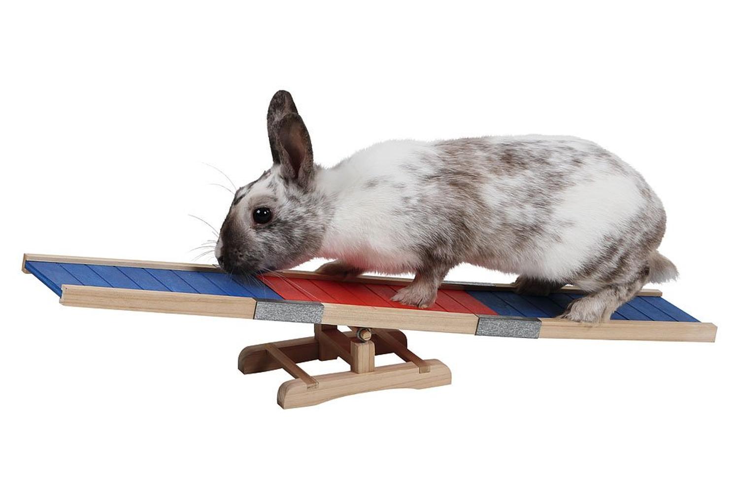 Kerbl Pet Ker-82860 - Agility Rocker 60x18x12 Cm-2