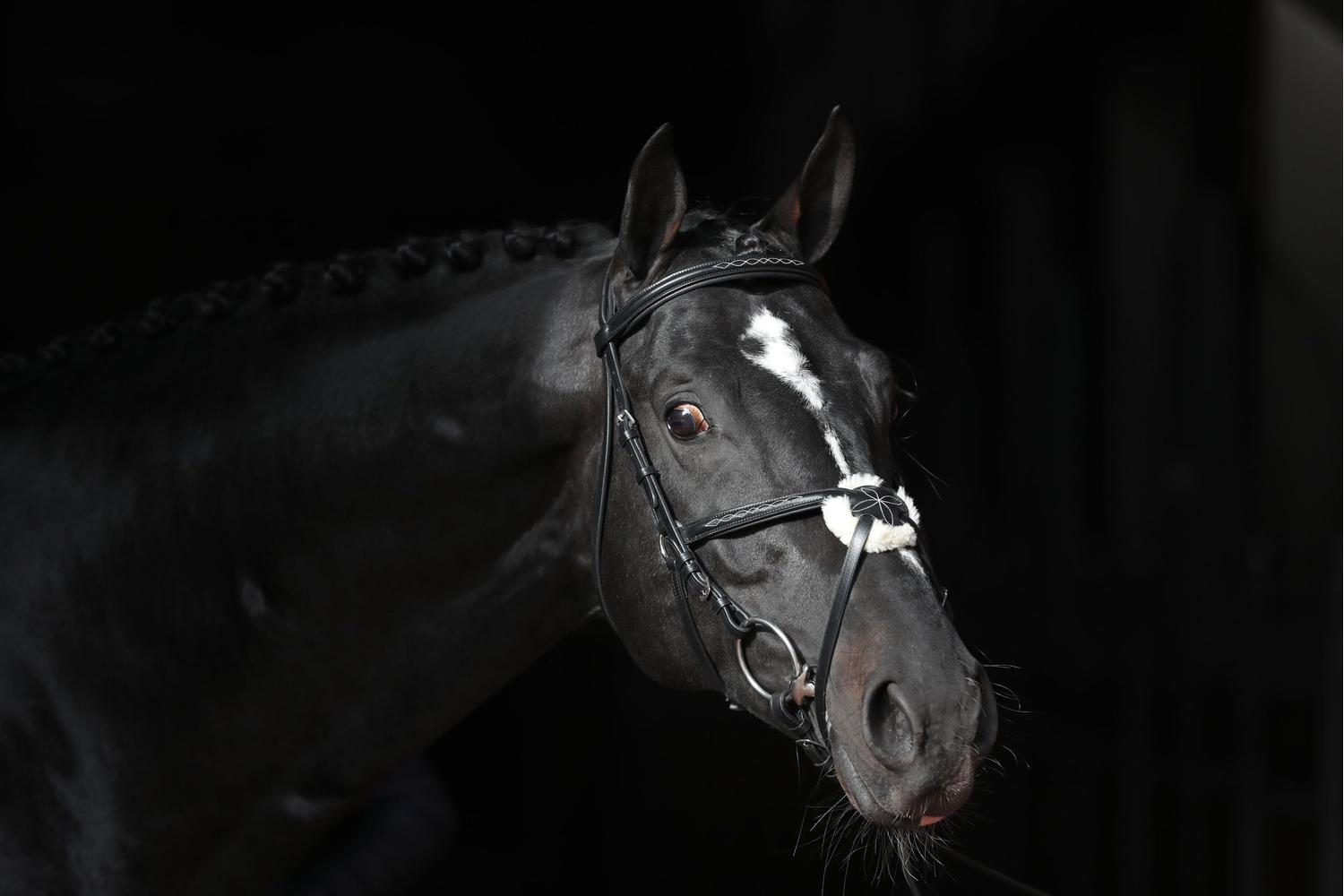 Covalliero Ker-3297734 - Trensenzaum Cancun Schwarz, Pony-2
