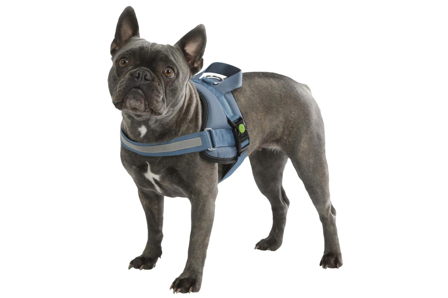 Kerbl Ker-80212 - Harness Maestro 2.0, Petrol 25mm X 64-90cm-3