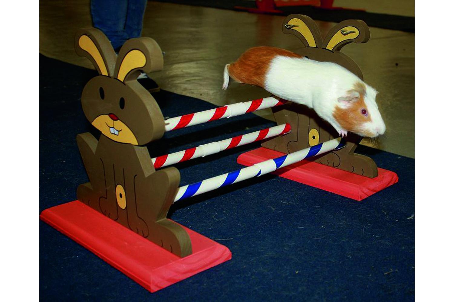 Kerbl Pet Ker-82855 - Agility Rodent Obstacles 62 X 33 X 34-2