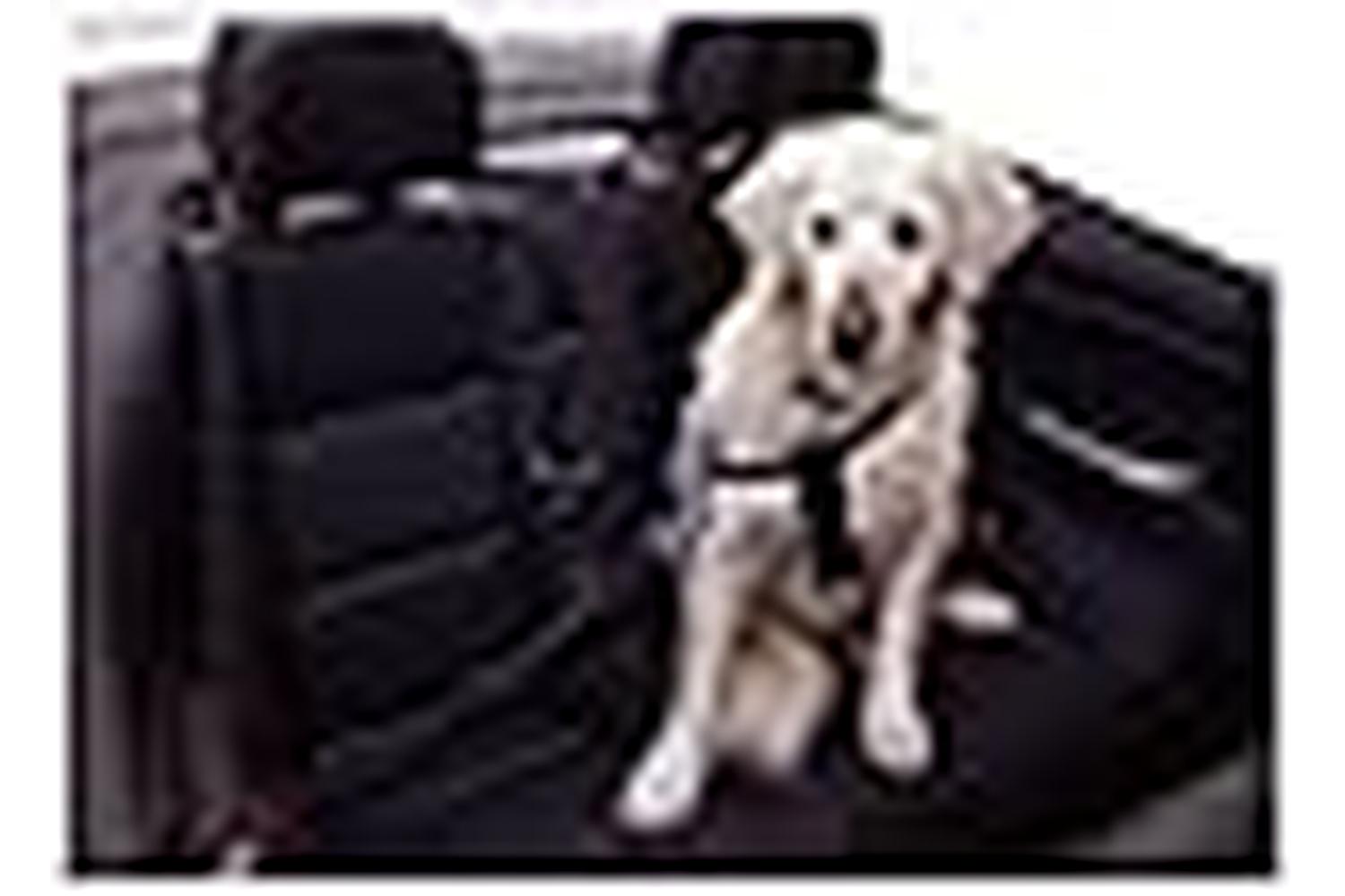 Kerbl Ker-83254 - Car Dog Harness Size M, Black Adjustable-2