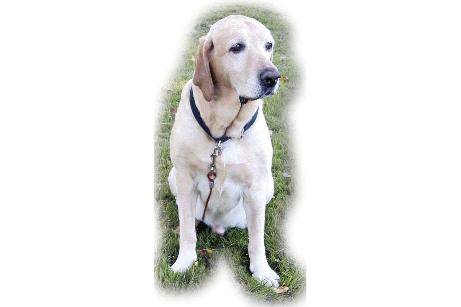 Kerbl Pet Ker-83544 - Set Yard Lead, Long Leash 15m+ Yard Le-2
