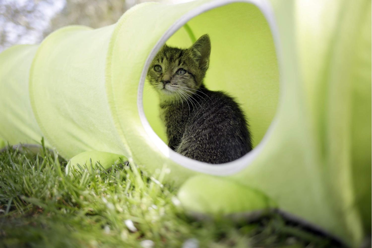 Kerbl Pet Ker-81631 - Cat Tunnel Raupe  30 Cm X 170 Cm-2