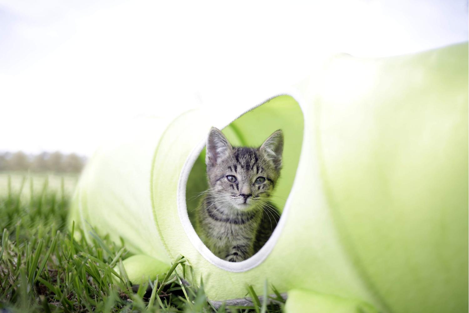 Kerbl Pet Ker-81631 - Cat Tunnel Raupe  30 Cm X 170 Cm-3