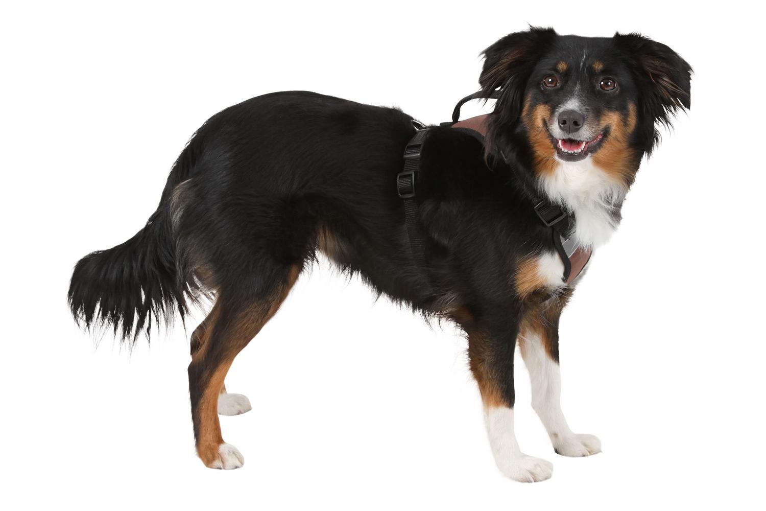 Kerbl Pet Ker-81020 - Harness Pulsive Brown 50-62cm, 56-74cm-2