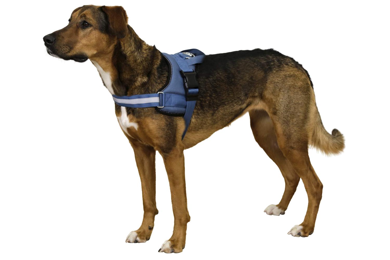 Kerbl Ker-80210 - Harness Maestro 2.0, Petrol 15mm X 45-60cm-2