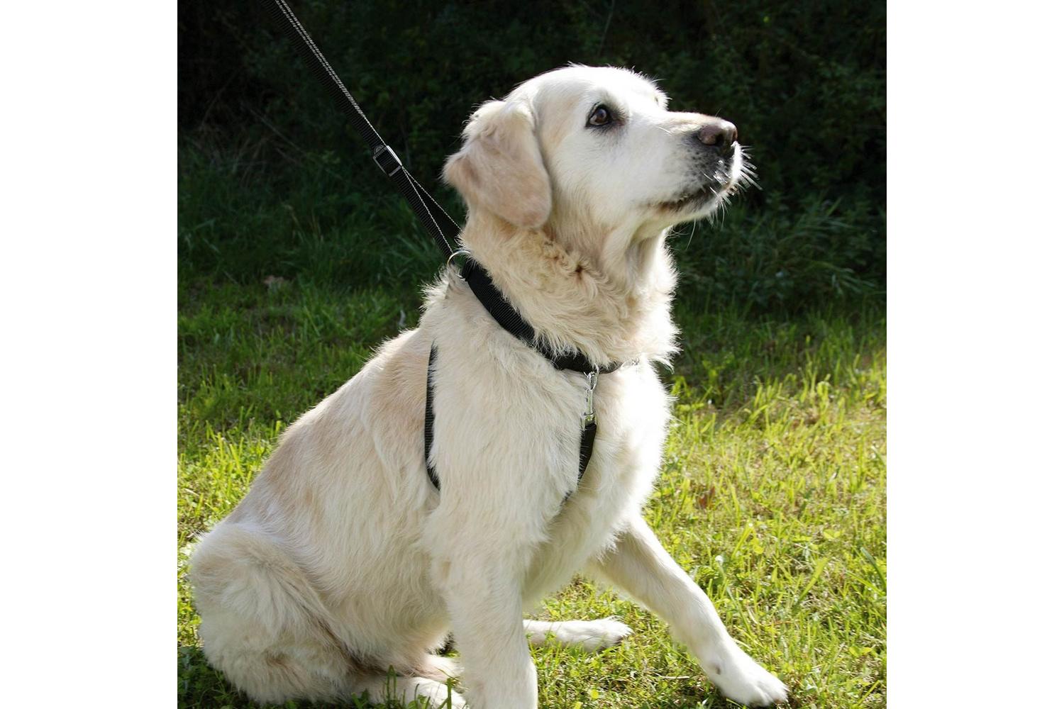 Kerbl Pet Ker-83723 - Maxi Leader Training Harness Set, Size-3