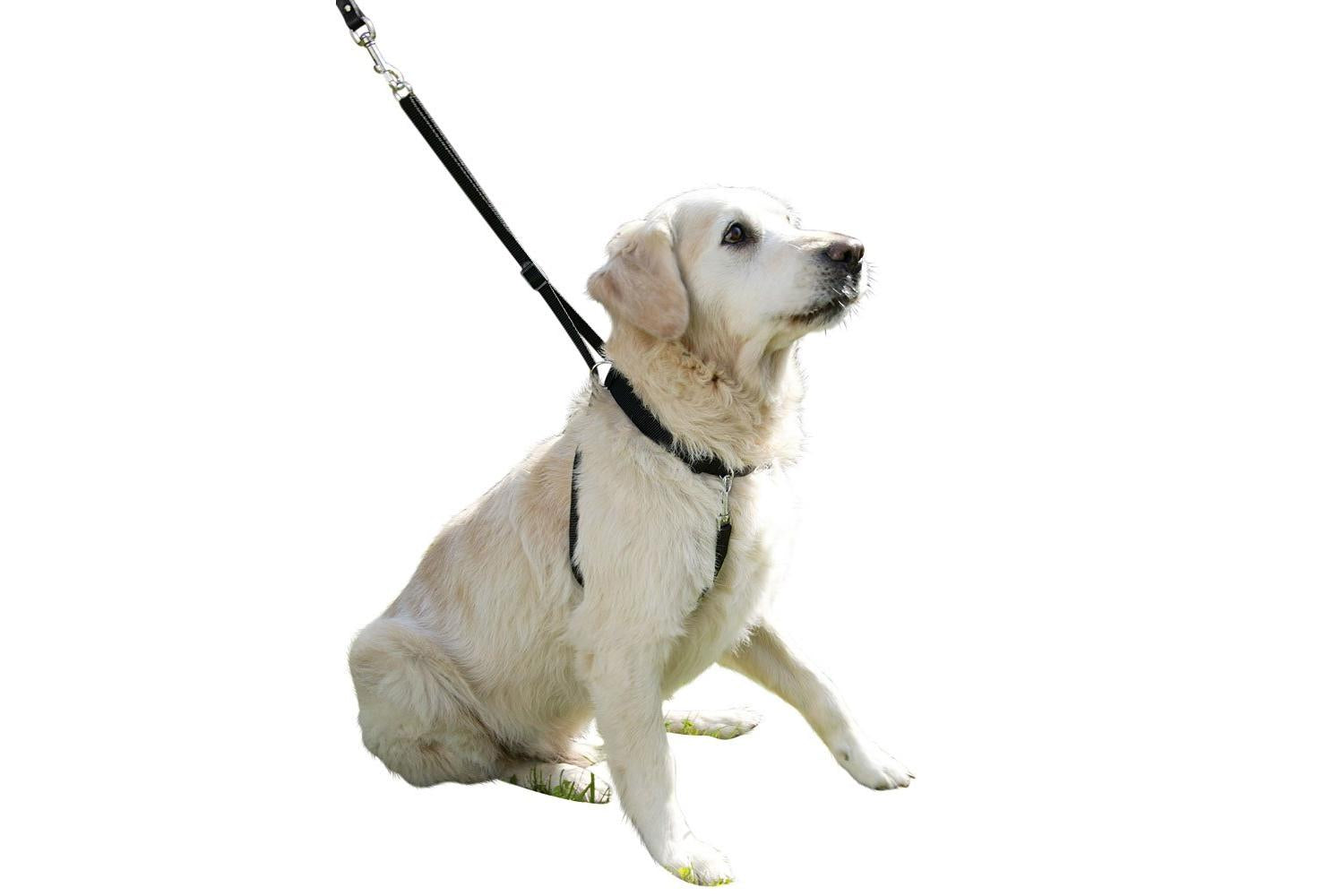 Kerbl Pet Ker-83722 - Maxi Leader Training Harness Set, Size