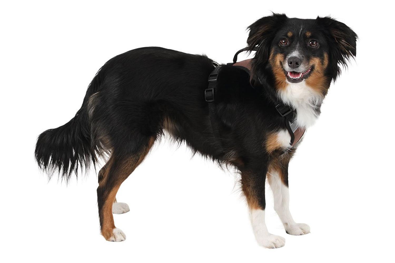 Kerbl Pet Ker-81019 - Harness Pulsive Brown 36-50 Cm, 46-60c-2