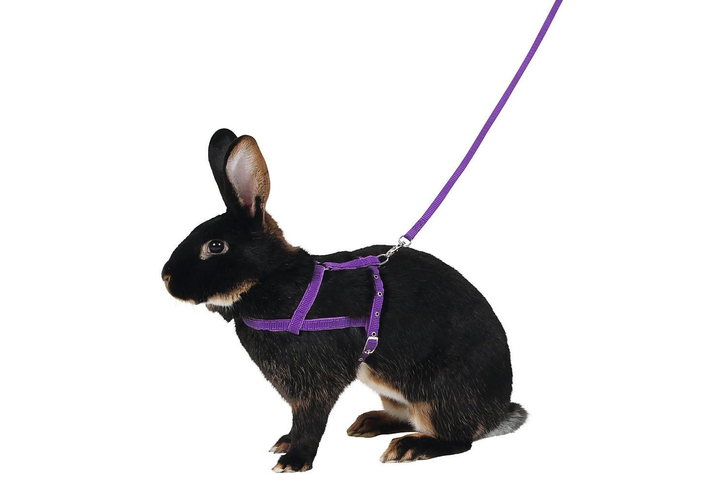 Kerbl Pet Ker-81761 - Shoulder Harness Agility With Leash 2m