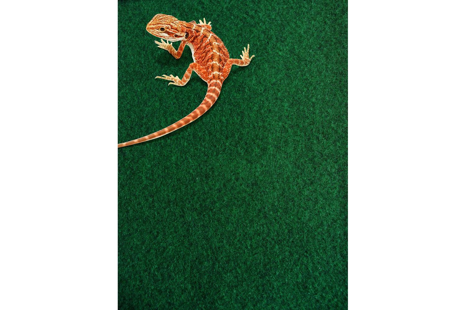 Komodo Pei-59785 - Komodo Reptile Carpet 120 X 60cm
