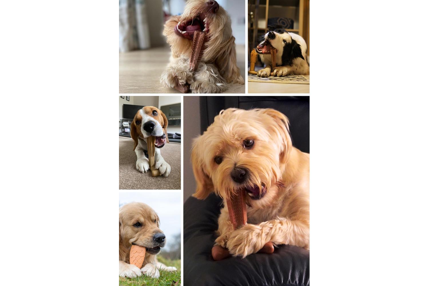 Bamboodles Pei-268755 - Bamboodles Puppy I Bone-3