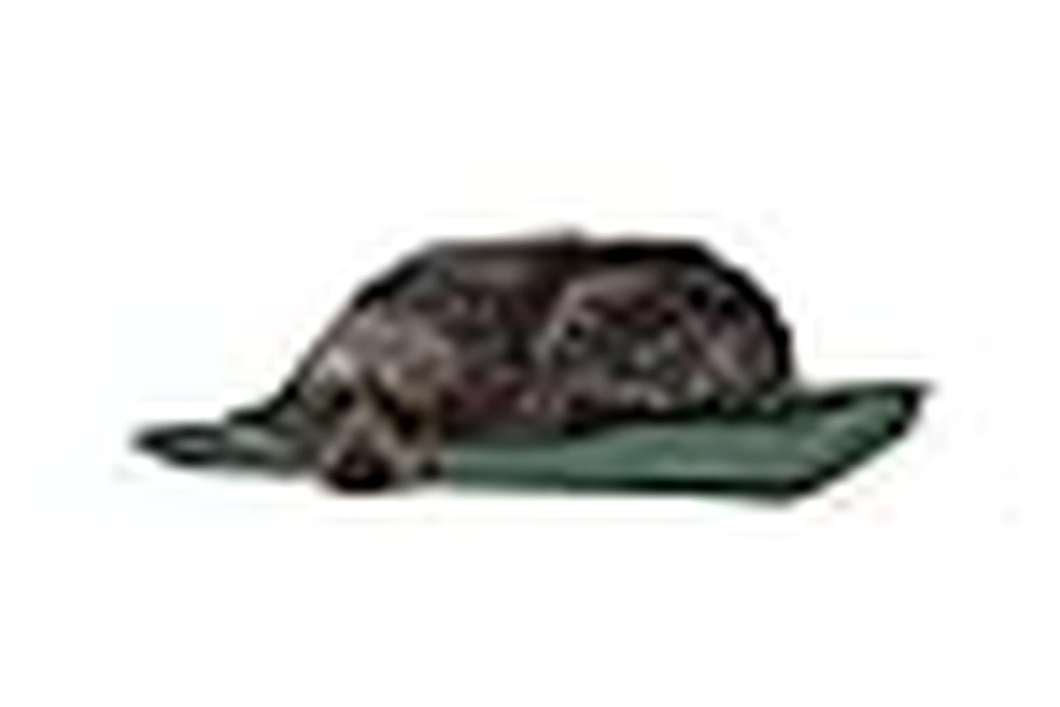 Danish Design Pei-338671 - Danish Design Cage Mattress Count-3