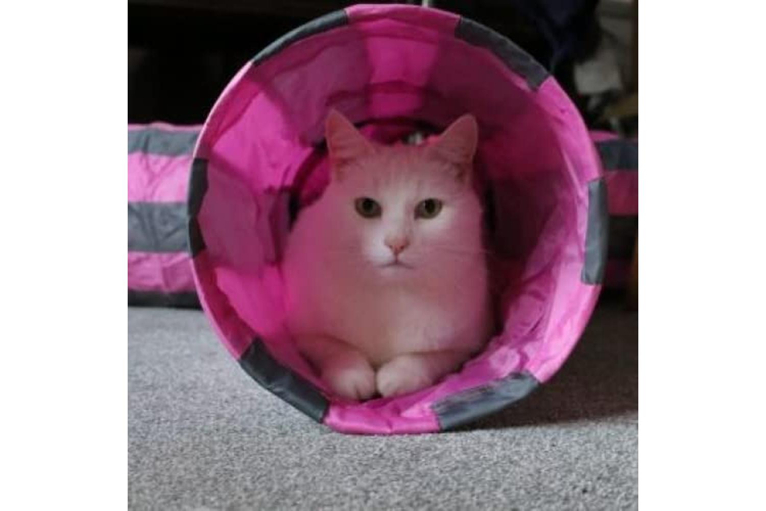 Ancol Bp-710837 - An Cat Tunnel Y Shaped 50cmx25cm-2