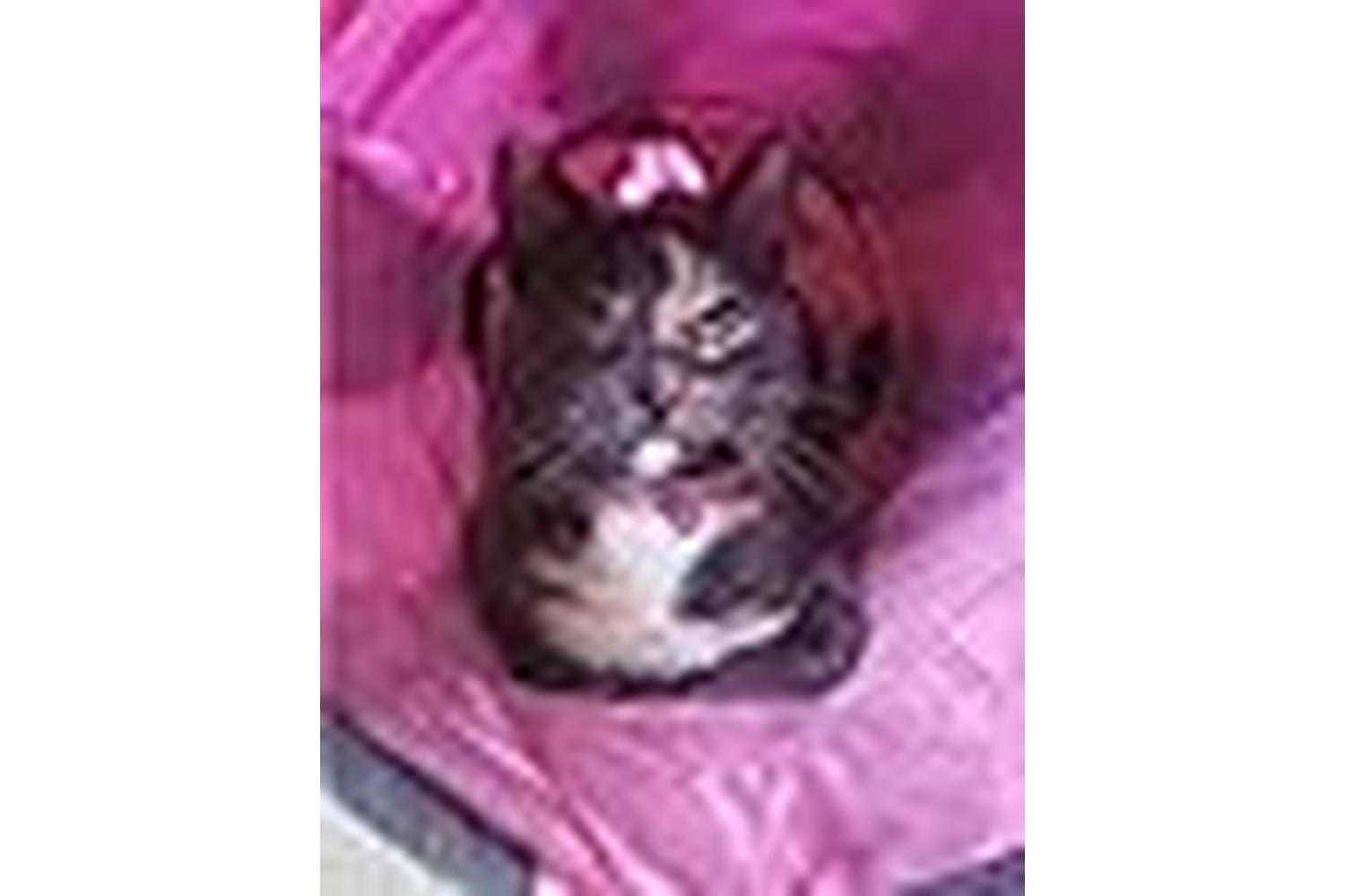 Ancol Bp-710837 - An Cat Tunnel Y Shaped 50cmx25cm-3