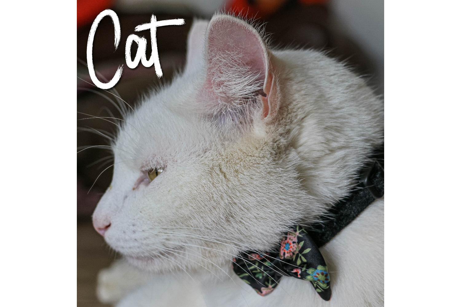 Ancol Bp-396144 - An Collar Cat Vint Black 20-30cm-2