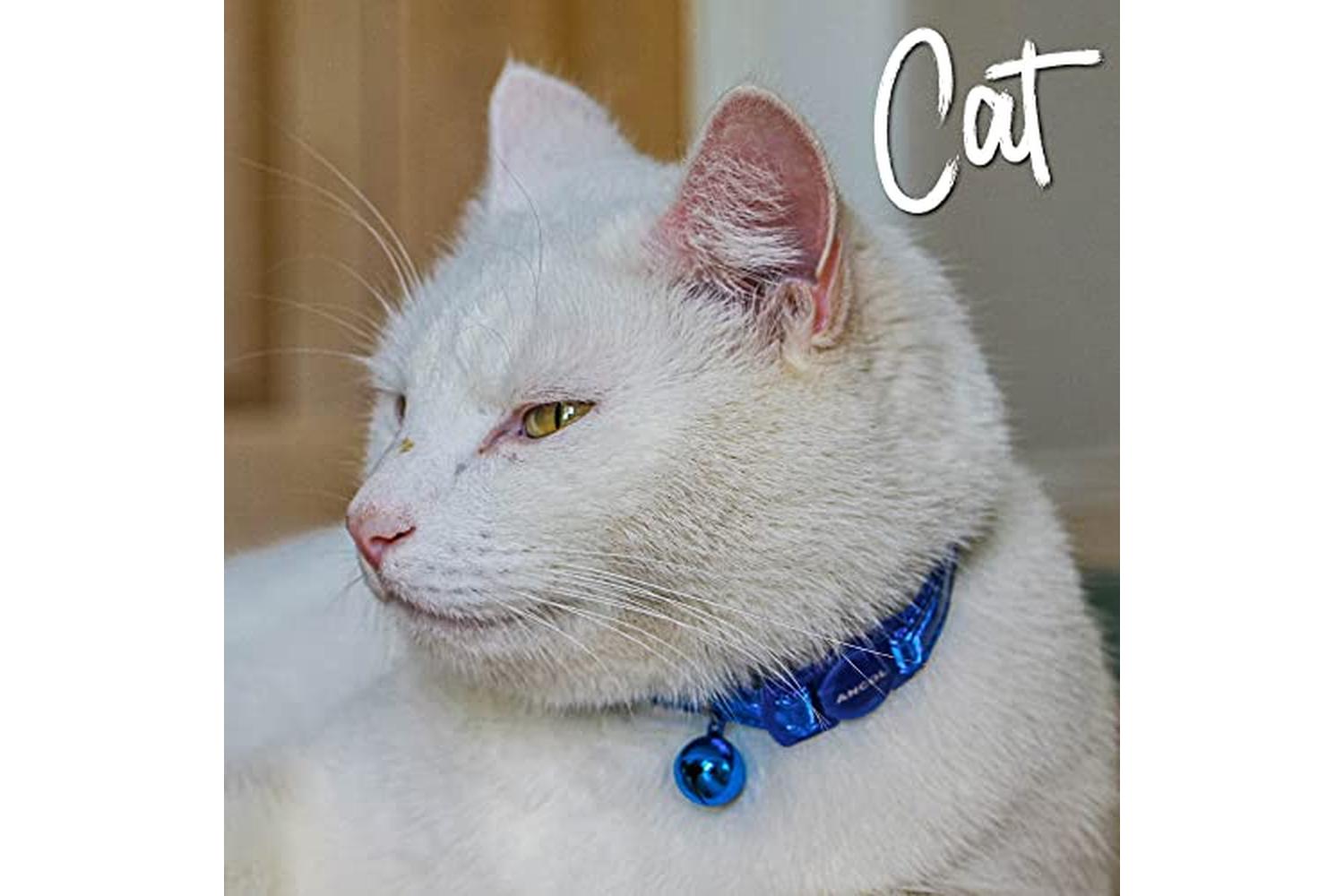 Ancol Bp-242143 - An Cat Col Gloss Ref Blue20-30cm-2